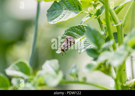 an image of two Colorado beetles sitting on a green potato leaf Stock Photo