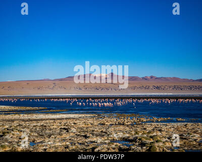 Colourful lagoon and flamingos in Laguna Colorado in Bolivia Stock Photo