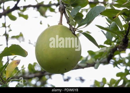 A fruits grow on suicide tree. Stock Photo