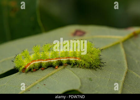 Venomous IO moth caterpillar - Automeris io Stock Photo - Alamy