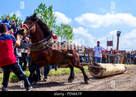 Chestereg, Vojvodina, Serbia - April 30, 2017: Draft bloodstock horse is competing in pulling a tree trunk at traditionally public event. Stock Photo