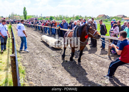 Chestereg, Vojvodina, Serbia - April 30, 2017: Draft bloodstock horse is competing in pulling a tree trunk at traditionally public event. Stock Photo