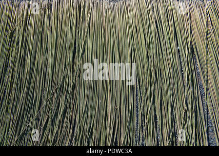 Thailand, Patthalung, Tale Noi, Drying of grey rushes or sedges (Lepirona articulata) Stock Photo