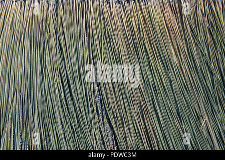 Thailand, Patthalung, Tale Noi, Drying of grey rushes or sedges (Lepirona articulata) Stock Photo
