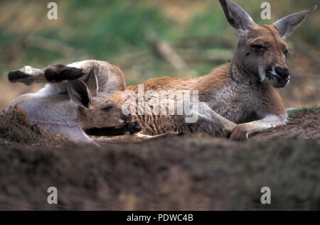 Poche hi-res stock photography and images - Alamy