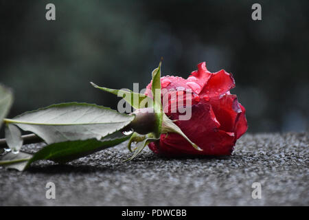 A red rose dropped on the street with dew drops on its crimson petals Stock Photo