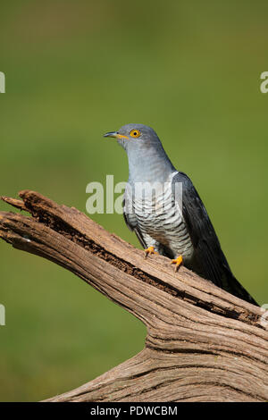 Cuckoo perching on some fallen wood Stock Photo