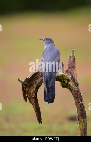 Cuckoo perching on some fallen wood Stock Photo