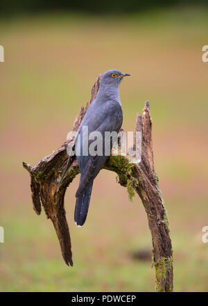 Cuckoo perching on some fallen wood Stock Photo