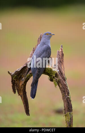 Cuckoo perching on some fallen wood Stock Photo
