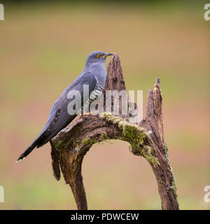 Cuckoo perching on some fallen wood Stock Photo