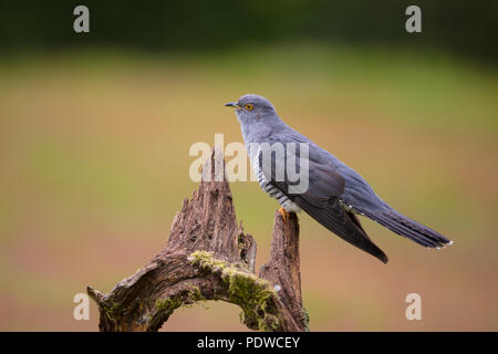 Cuckoo perching on some fallen wood Stock Photo
