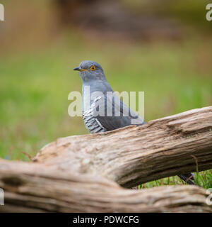 Cuckoo perching on some fallen wood Stock Photo