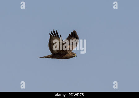 Common Buzzard (Buteo buteo) in flight Stock Photo