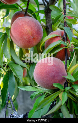 closeup of several ripe peaches on the branch of a tree ready to be harvested Stock Photo