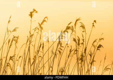 Reed in backlight at dawn Stock Photo
