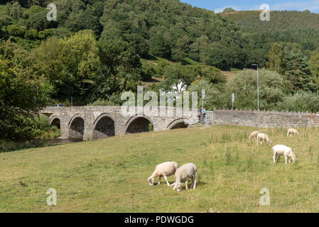 Carrog, Denbighshire, North Wales, UK. Sheep grazing on farmland close to the River Dee and a stone bridge. Stock Photo