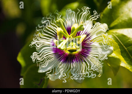 Great close up view of a gorgeous passion flower (Passiflora edulis) with a corona that is composed of thin, purple colored filaments that radiate... Stock Photo