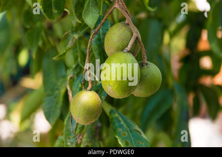 Close-up of a bunch of Golden Apples (Spondias dulcis or Spondias cytherea) or also known as Kedondong, Ambarella, June Plum. Still hanging on a ... Stock Photo