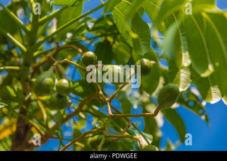A branch full of Ambarella fruits (Spondias dulcis) also known as Kedondong, Golden Apple, June Plum hanging on a tree in Malaysia. It is popular to... Stock Photo