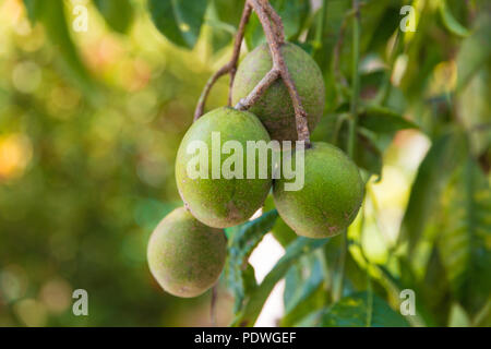 Close-up of green oval June Plums (Spondias dulcis) hanging on a tree in Malaysia. Also known as Ambarella, the fruit can be eaten raw or made into... Stock Photo