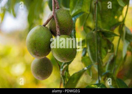 Close-up of green oval Ambarella fruits (Spondias dulcis) hanging on a tree in Malaysia. Also known as June Plum, the fruit can be eaten raw or made... Stock Photo