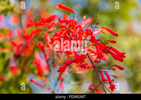 Great close-up of gorgeous small red tubular flowers of a coral plant (Russelia equisetiformis) resembling little firecrackers. Cultivated as an... Stock Photo