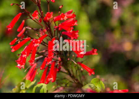 Close-up of beautiful small scarlet tubular flowers of a coral fountain (Russelia equisetiformis) that looks like little firecrackers. Hence, it is... Stock Photo