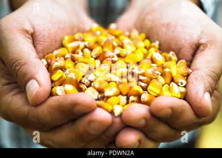 Summer harvest. Farmers hands with fresh corn. Stock Photo