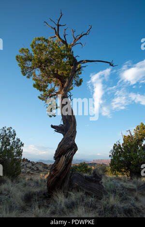 One-seed juniper, (Juniperus monosperma), Okito Wilderness, New Mexico, USA. Stock Photo