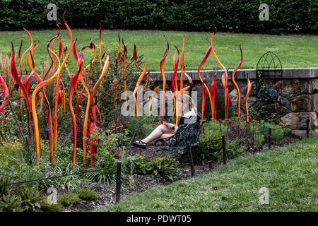 Cattails and Copper Birch Reeds, 2015 Stock Photo