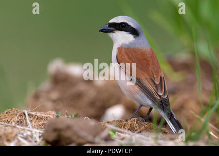 Male Red-backed Shrike in breeding plumage on the ground. Stock Photo