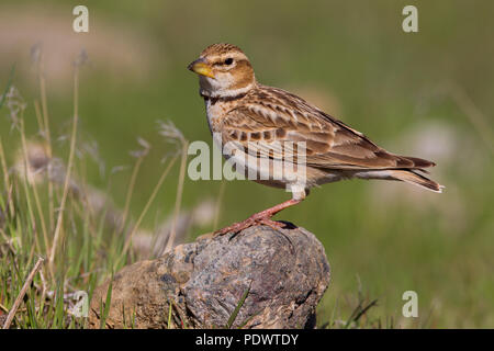 Adult Bimaculated Lark (Melanocorypha bimaculata) in breeding plumage. Stock Photo