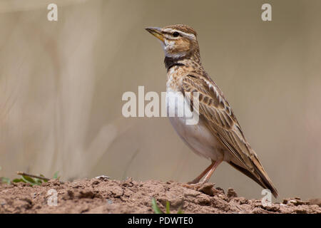 Adult Bimaculated Lark (Melanocorypha bimaculata) in breeding plumage. Stock Photo