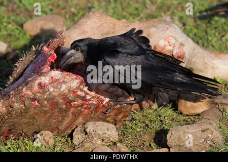 Rook feasting on dead animal. Stock Photo