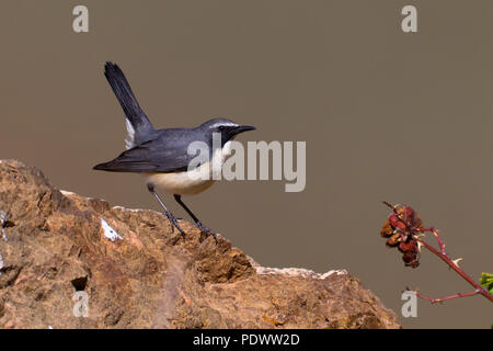 Male White-throated Robin in breeding habitat. Stock Photo