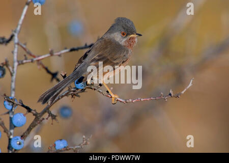 Dartford Warbler looking arround from a twig with blue berries. Stock Photo