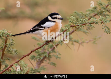 Masked Shrike sitting on a green twig. Stock Photo