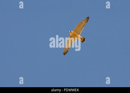 Barbary falcon in flight, underwing view in a blue sky. Stock Photo