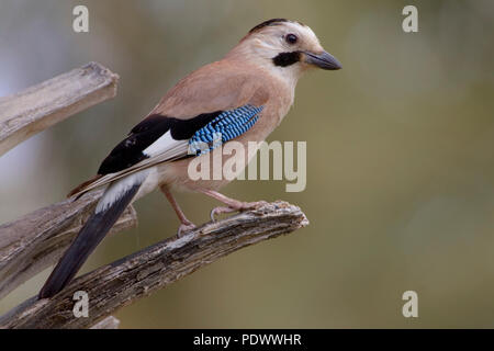 Een Gaai uitkijkend vanaf het einde van een tak; A Jay looking arround from a branch; Stock Photo