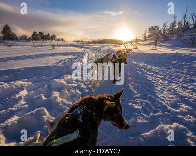 Alaskan huskies on snow sledge during sunset Stock Photo