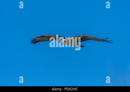 An Osprey (Pandion haliaetus) soars over the Gulf coast of Florida, USA. Stock Photo