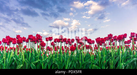 Many Colorful Tulips in Springtime Stock Photo