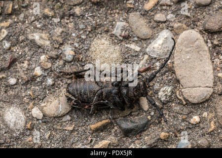 Dead insect on the road Stock Photo