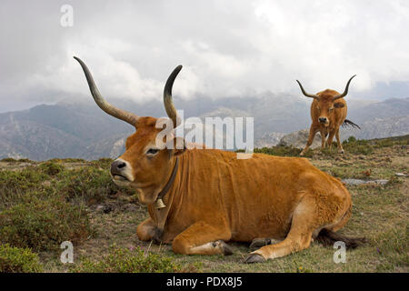 Mountain semi-wild cattle in a high mountain (Peneda - Geres, north of Portugal) Stock Photo