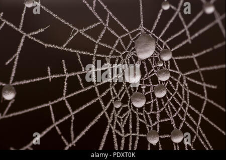 Close-up spider web at sunrise with frost on web and frozen water droplets. Stock Photo