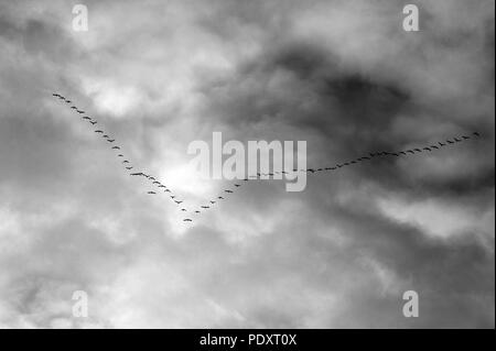 Geese in flight with cirrostratus clouds overhead Stock Photo