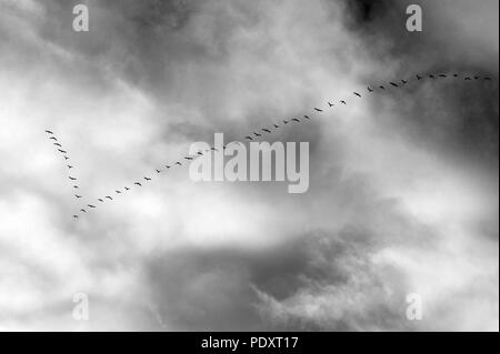 Geese in flight with cirrostratus clouds overhead Stock Photo