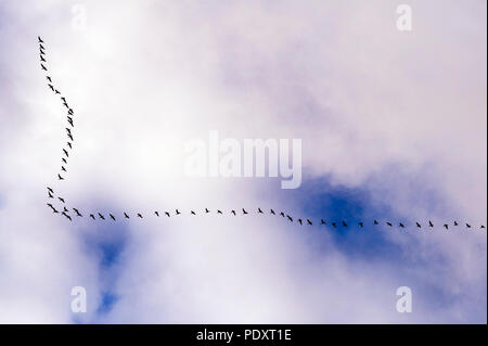 Geese in flight with cirrostratus clouds overhead Stock Photo