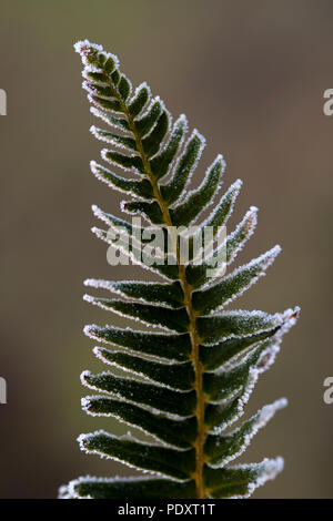 Sunrise with backlit ferns in winter with frosted leaves. Stock Photo